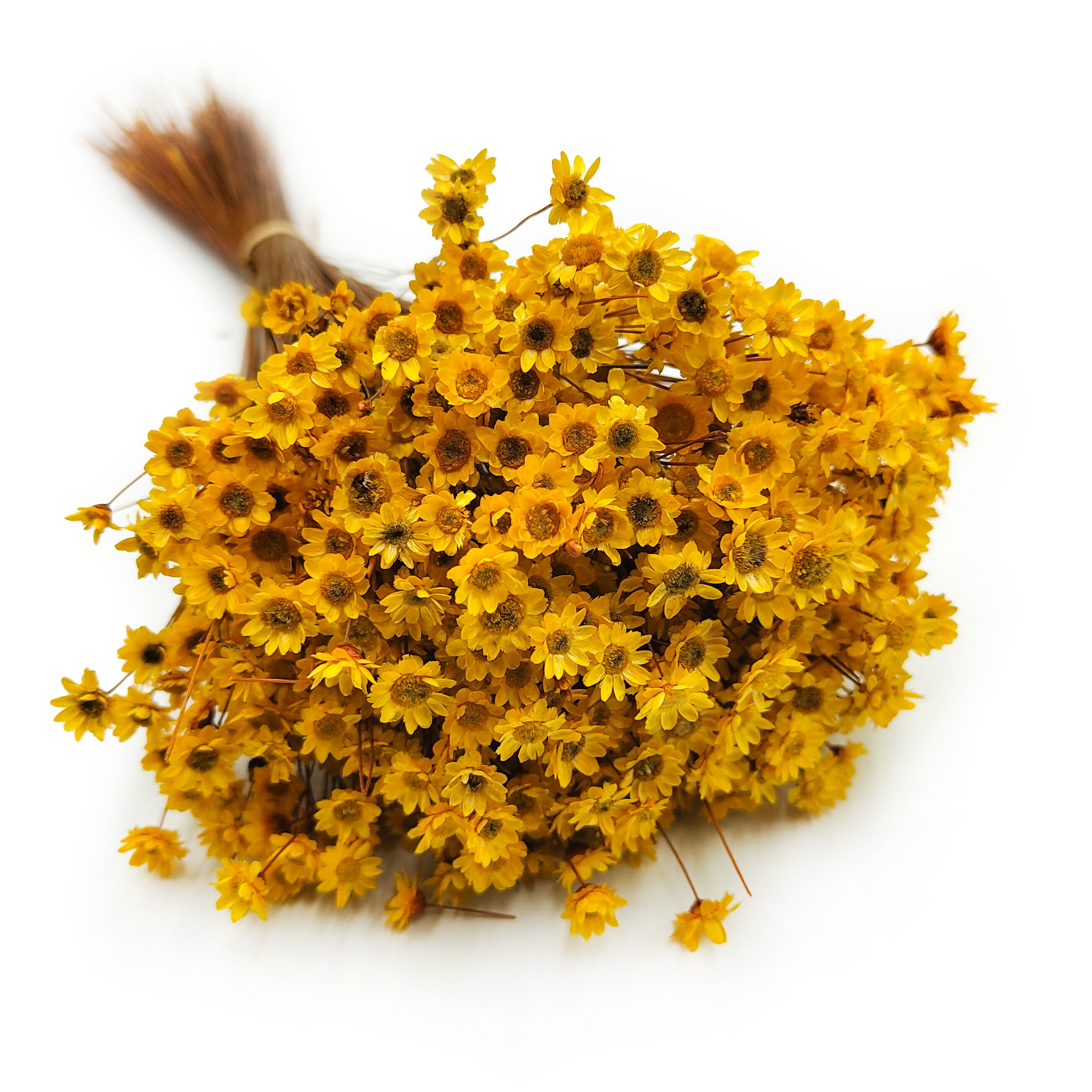 Dried Glixia - (Comanthera) - Yellow