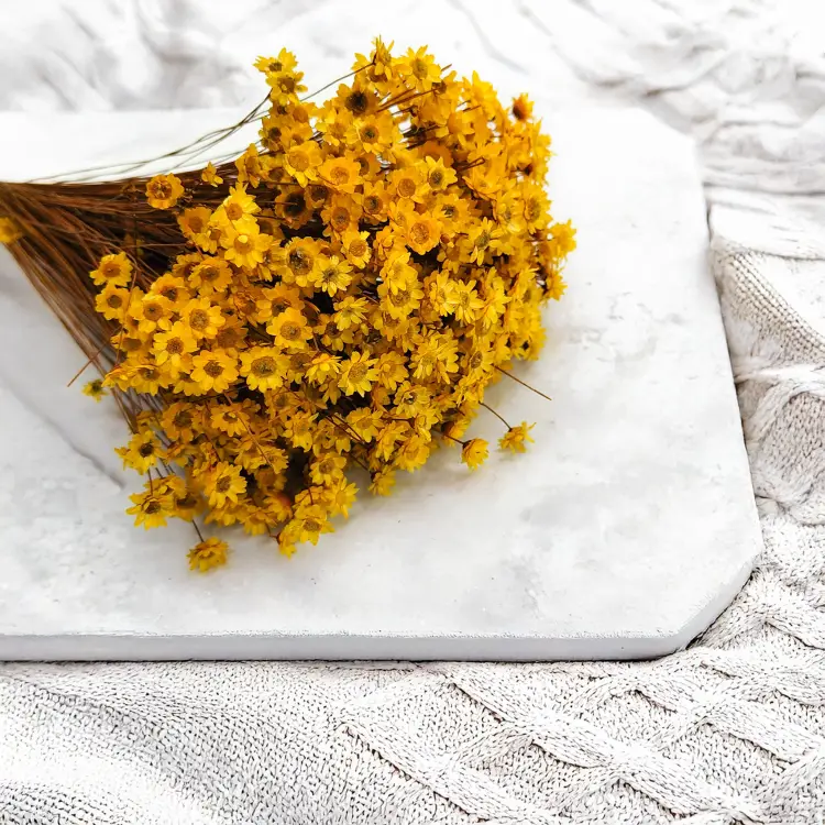 Glixia Żółta gliksja suszona kwiaty suszone bukiet 50g_12 2.png