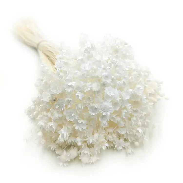 Glixia Bielona Gliksja bukiet.png