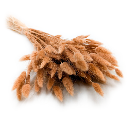 Lagurus dmuszek jajowaty suszony Orzechowy.png