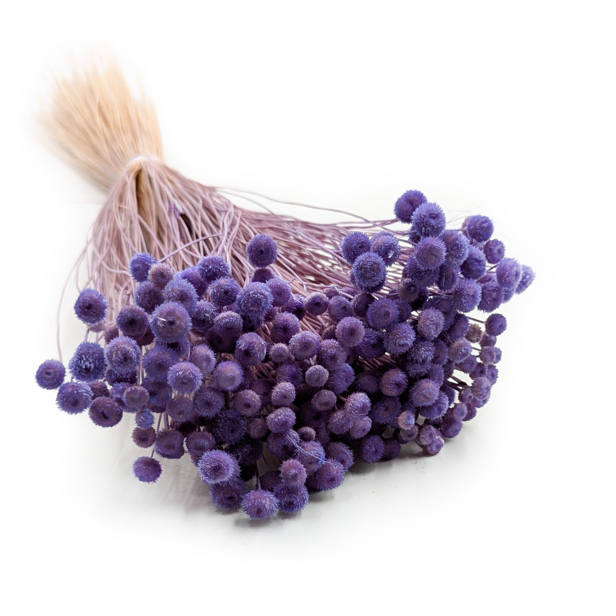 Botao Amarelino - (Amarelinho) - Lavender