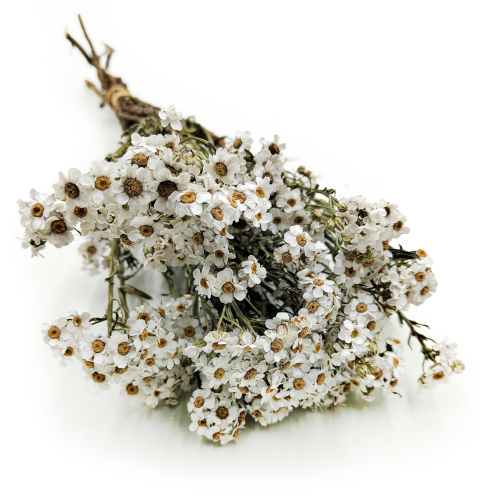 Oxodia Suszona Naturalna Biała.png