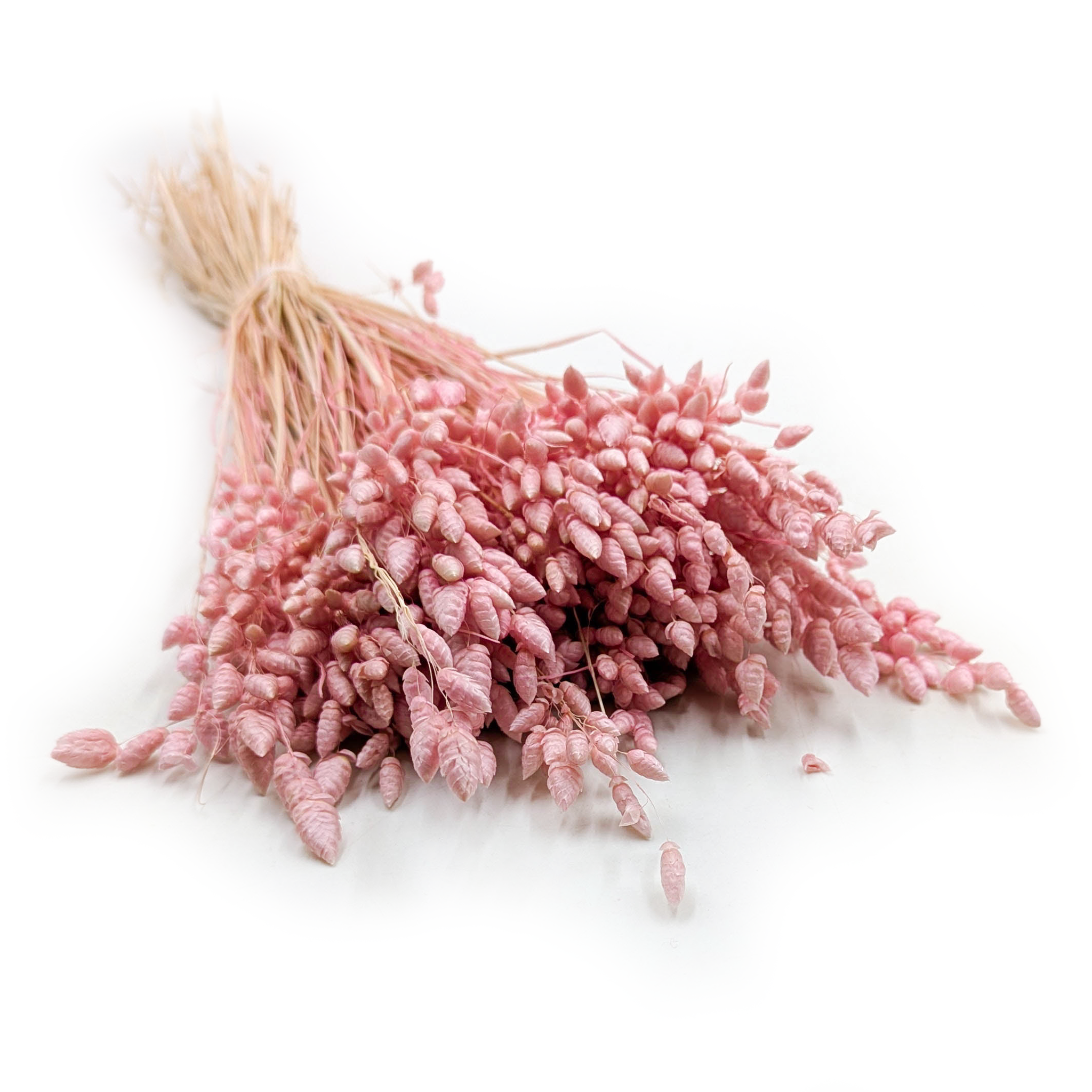 Dried Quaking Grass - (Briza Maxima) - Pink