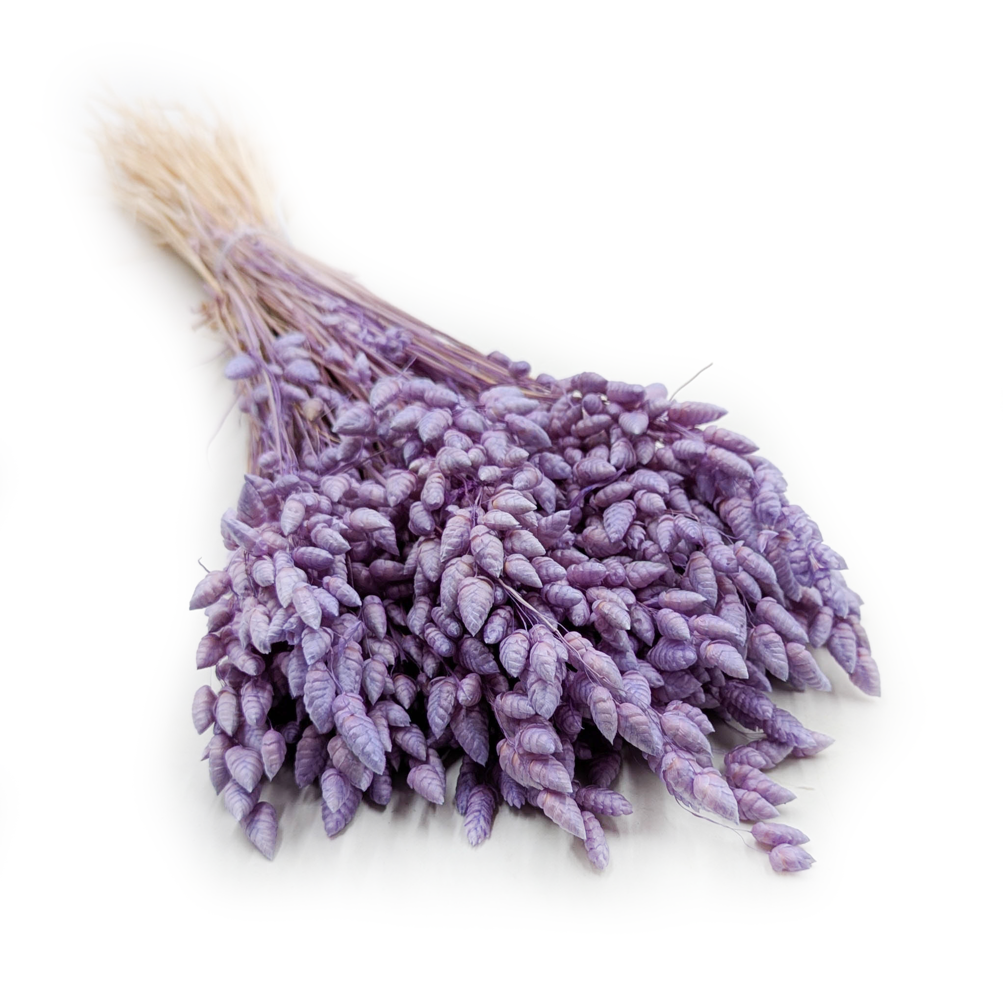 Dried Quaking Grass - (Briza Maxima) - Lavender