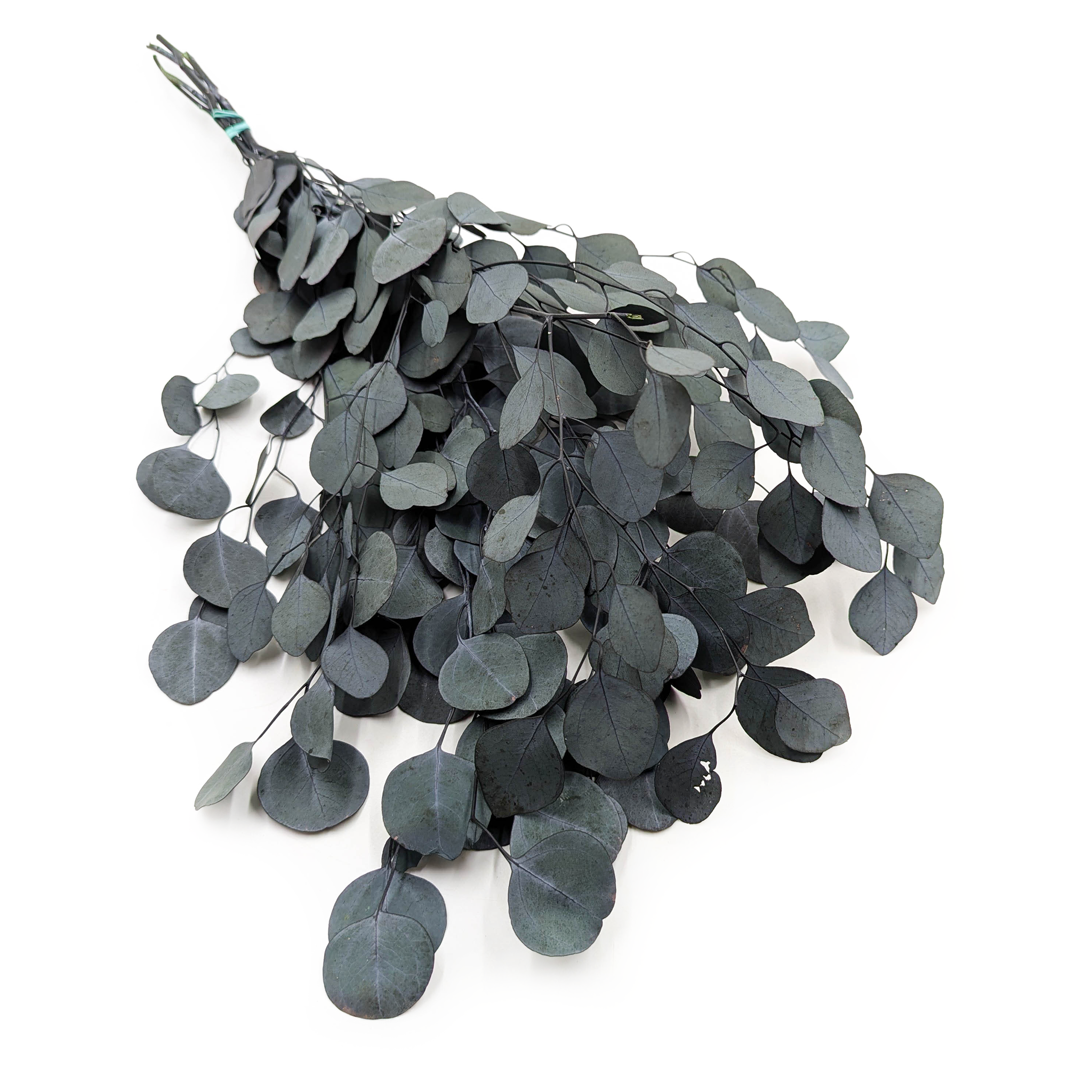 Preserved Eucalyptus - Populus  - Green