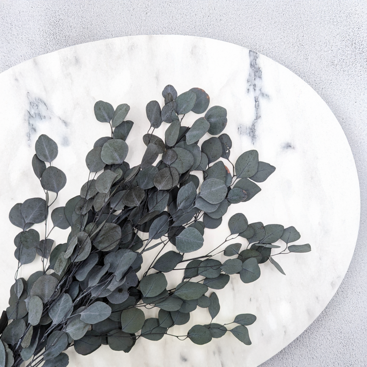 Eukaliptus Populus zielony 2.png