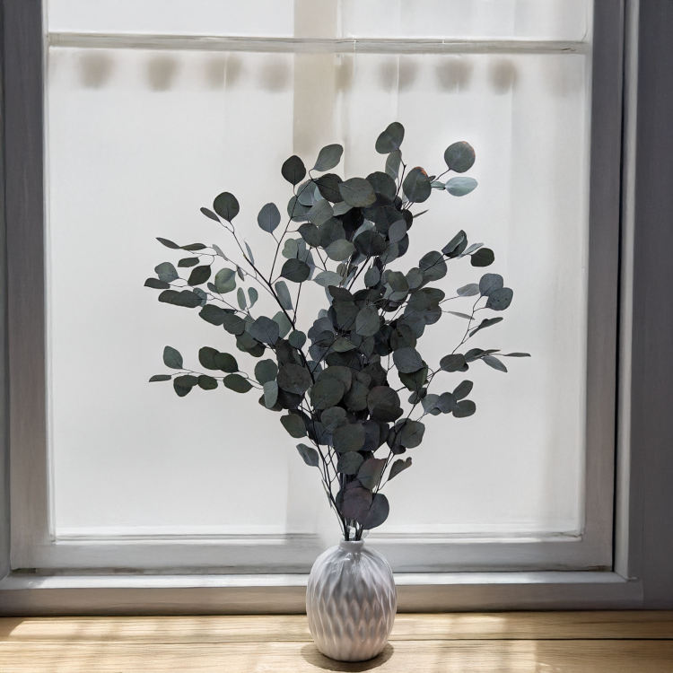 Eukaliptus Populus zielony 5.png