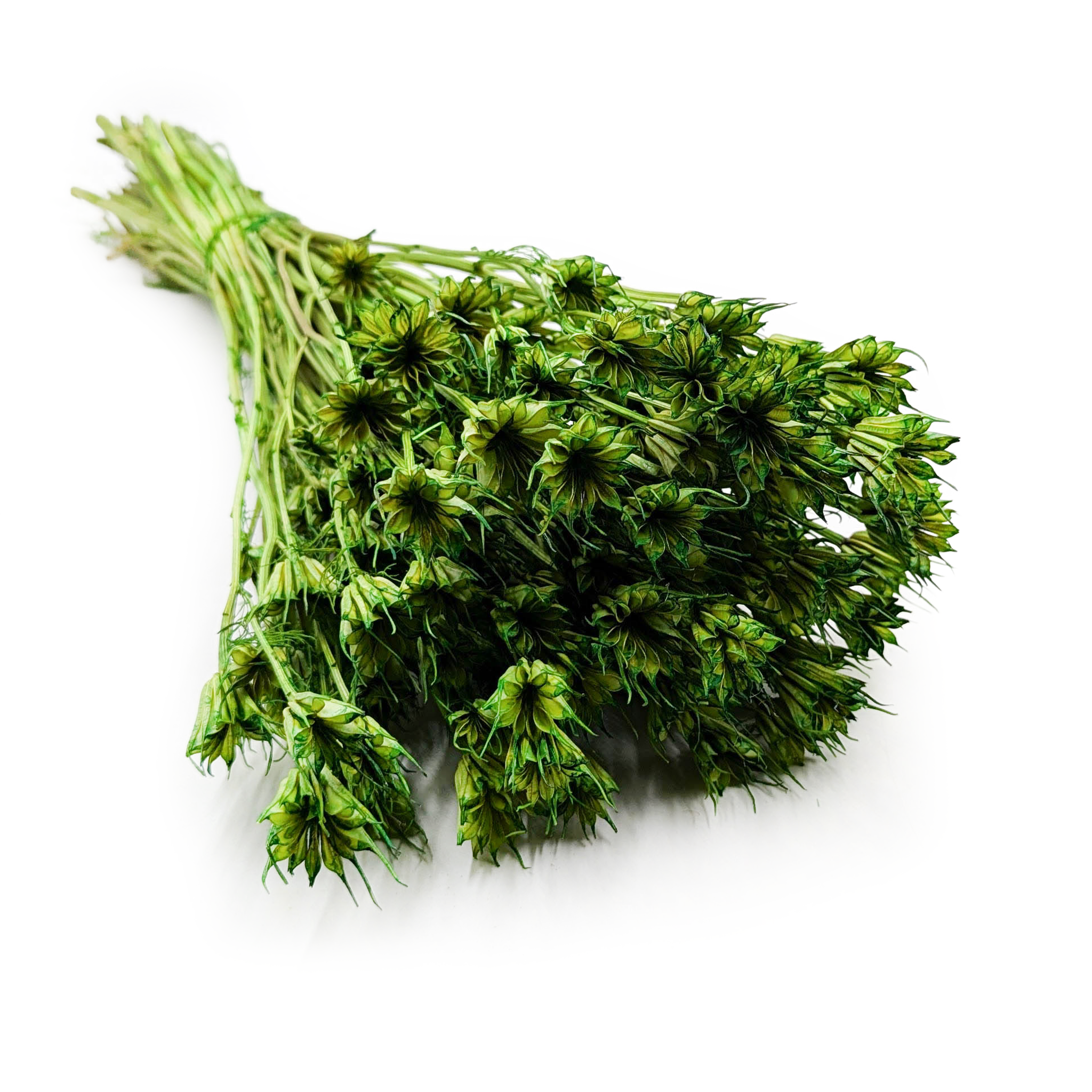 Dried Nigella - (Nigella Orientalis) - Green