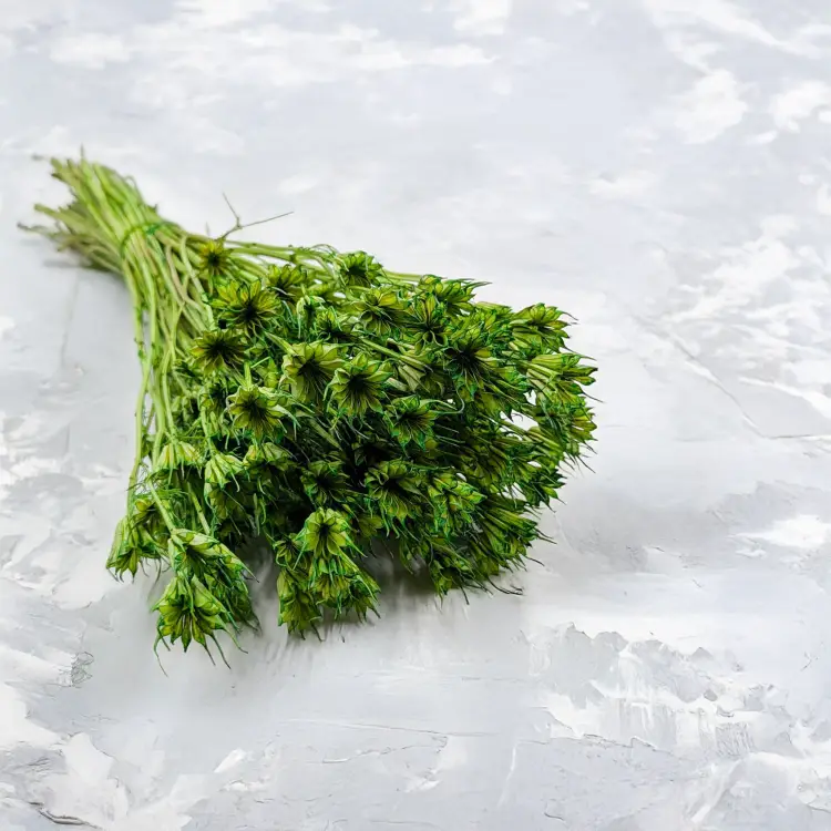 Nigella zielona.png
