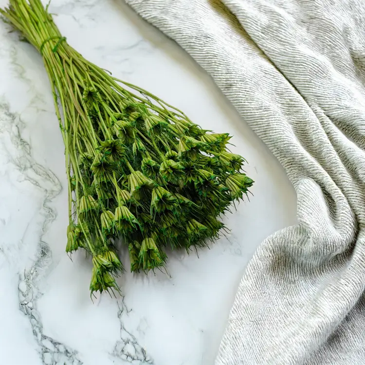 Nigella zielona 1.png