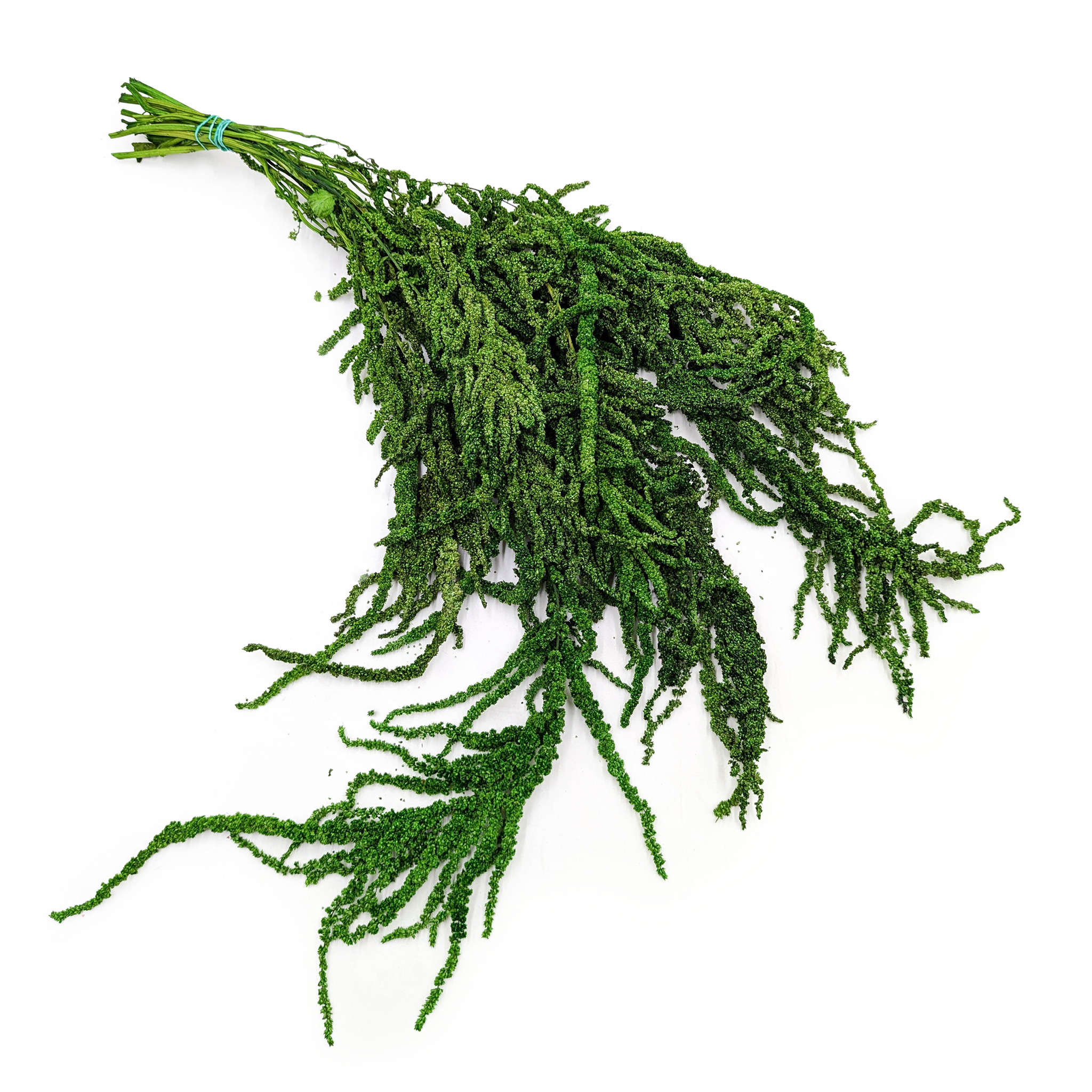 Preserved Amaranthus - Green