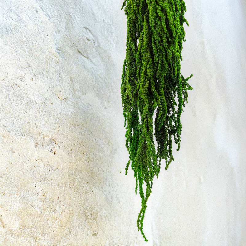 Szarłat zielony 3.png