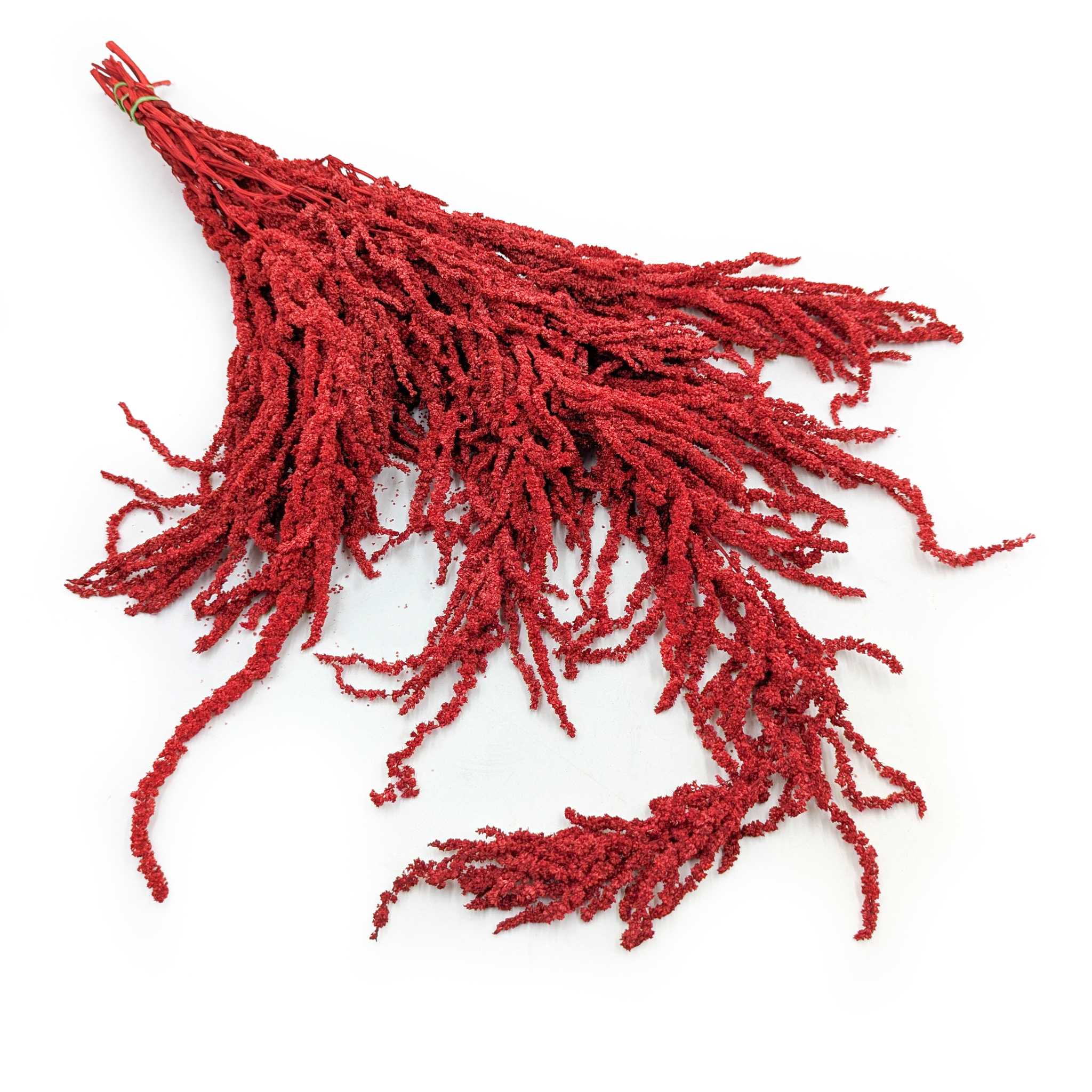 Preserved Amaranthus - Red