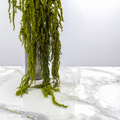 Szarłat Jasna zieleń 4.png