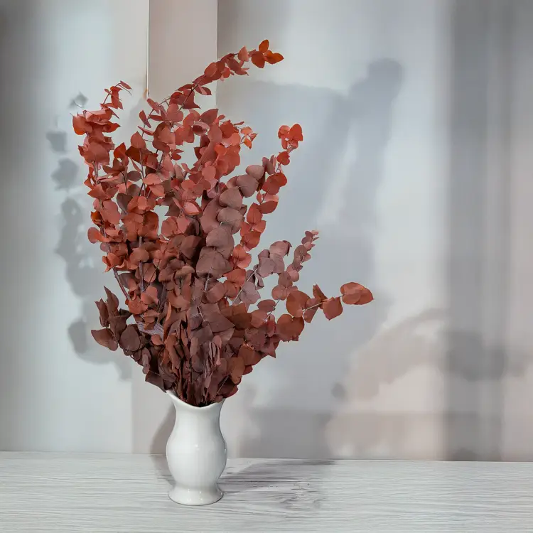 Eukaliptus Stuartiana czerwony 3.png