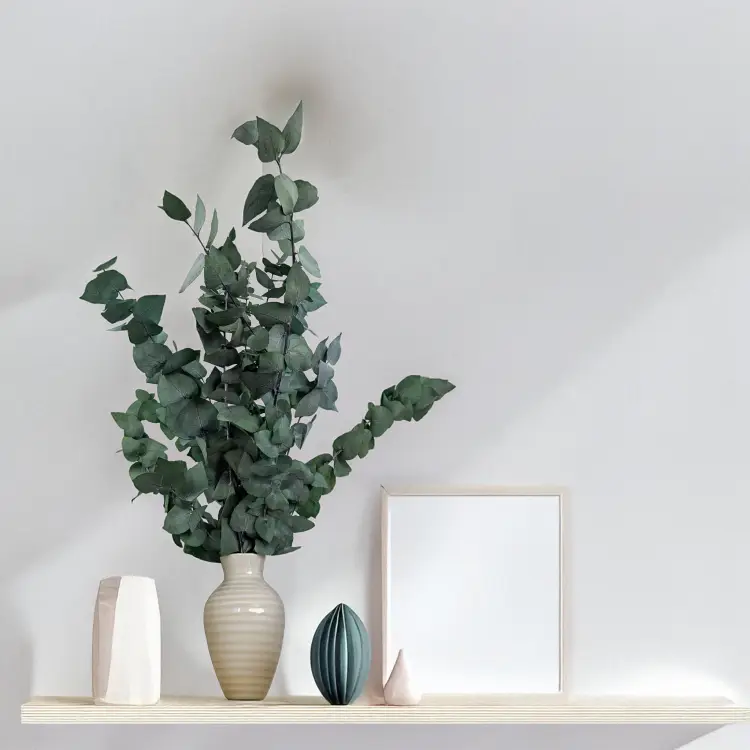 Eukaliptus Stuartiana zielony 4.png