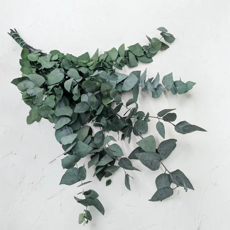 Eukaliptus Stuartiana zielony.png