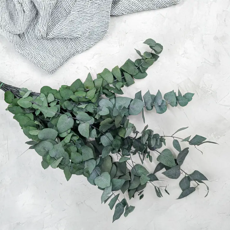 Eukaliptus Stuartiana zielony 2.png