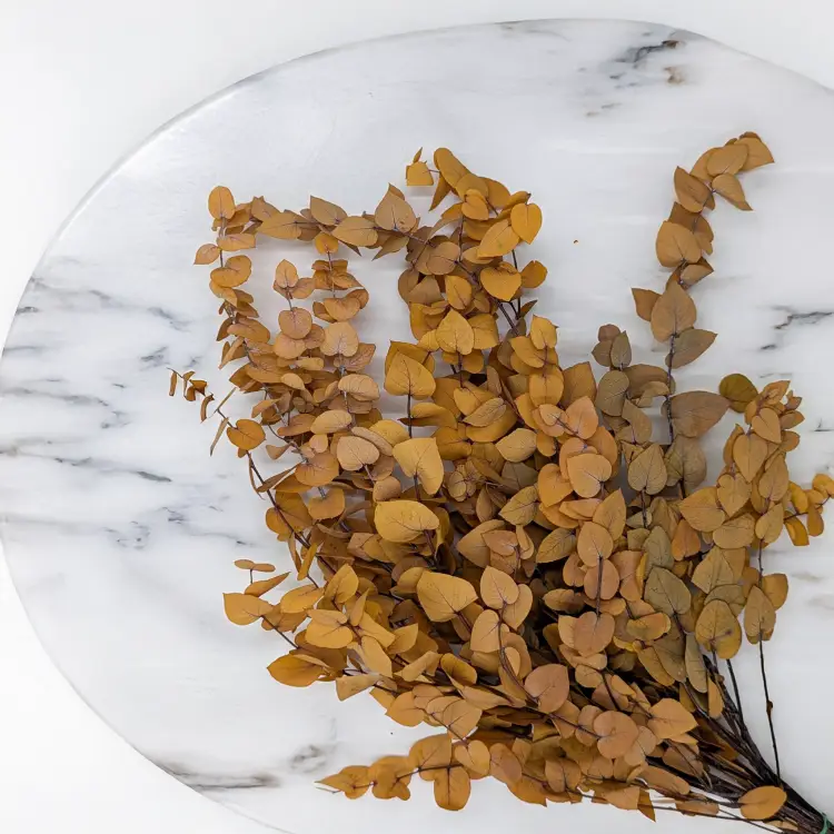 Eukaliptus Stuartiana jesienny żółty 2.png