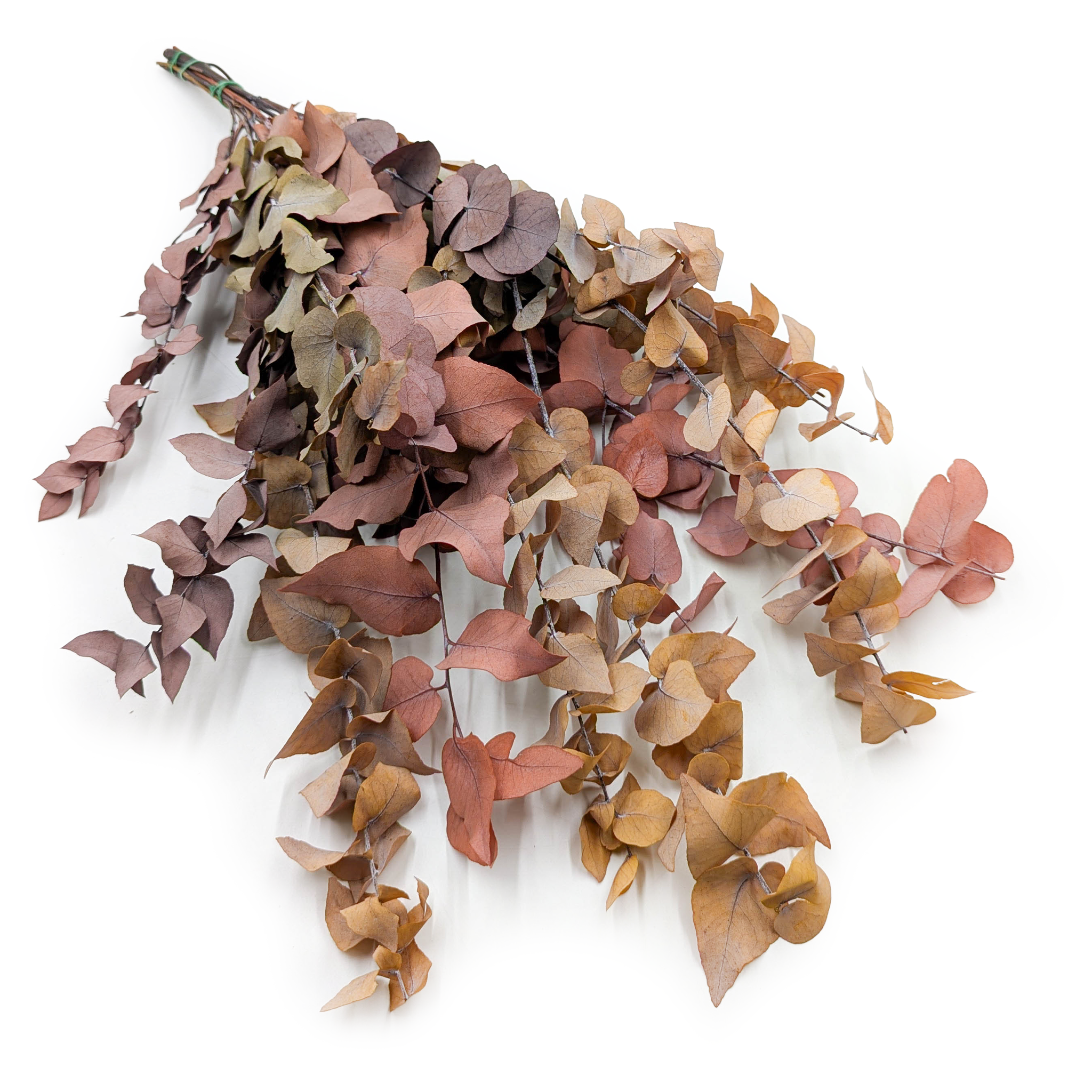 Stabilized Eucalyptus - Stuartiana - Autumn MIX