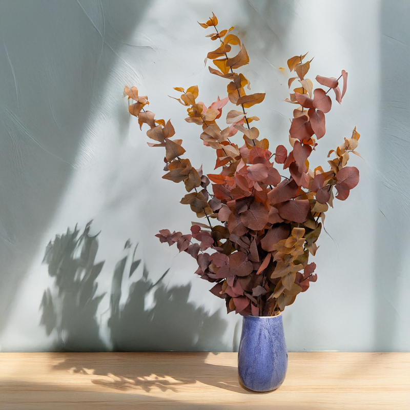 Eukaliptus Stuartiana jesinny MIX 3.png