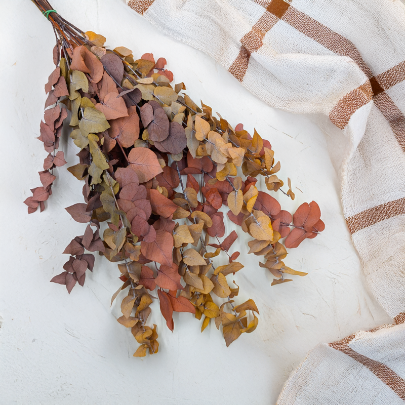 Eukaliptus Stuartiana jesinny MIX 1.png