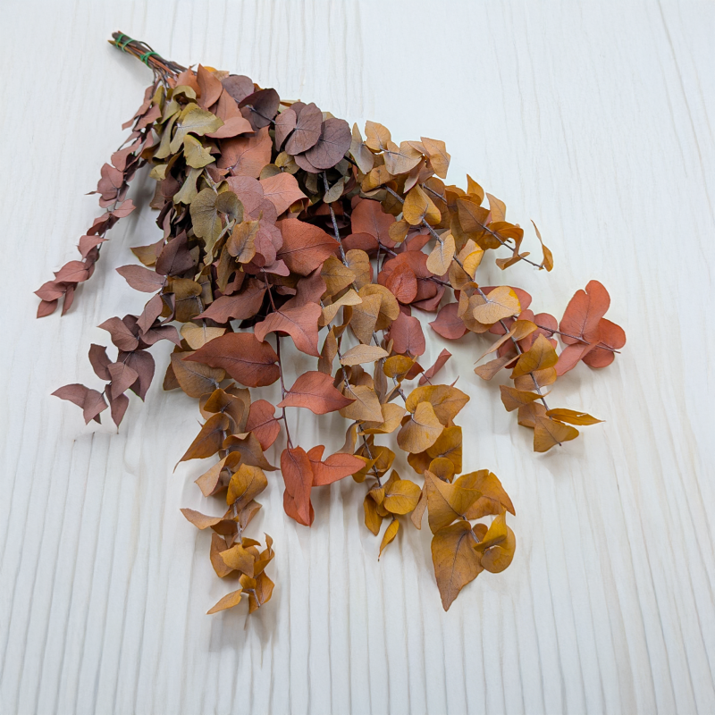 Eukaliptus Stuartiana jesinny MIX.png