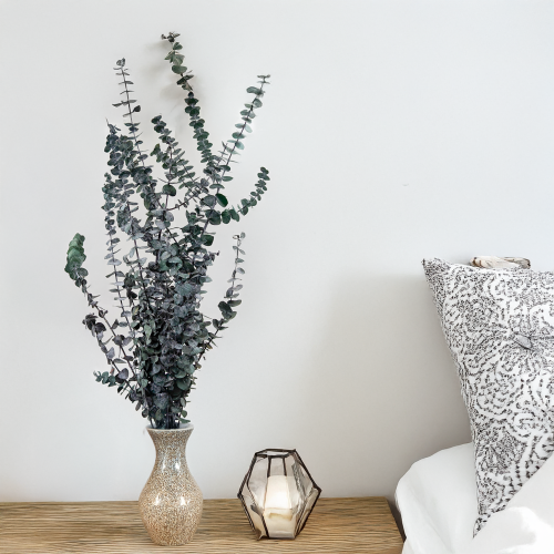 Eukaliptus Baby IT 4.png