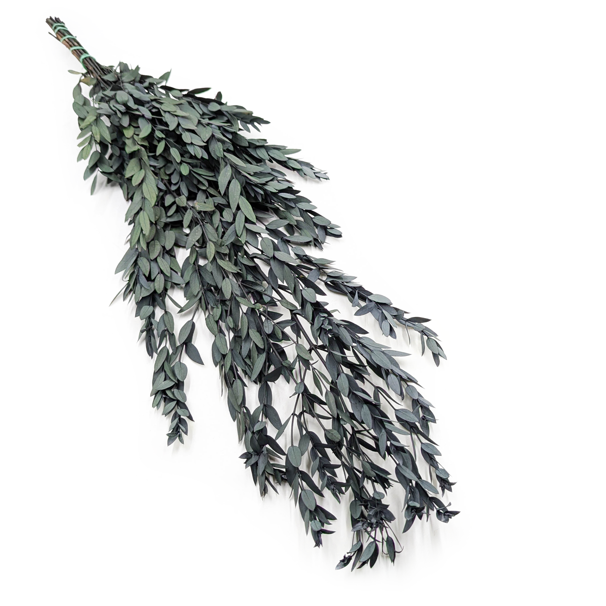 Preserved Eucalyptus - Parvifolia - Green