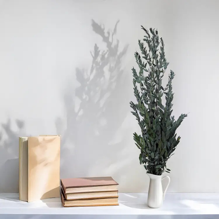 Eukaliptus Parvifolia Zielony 4.png