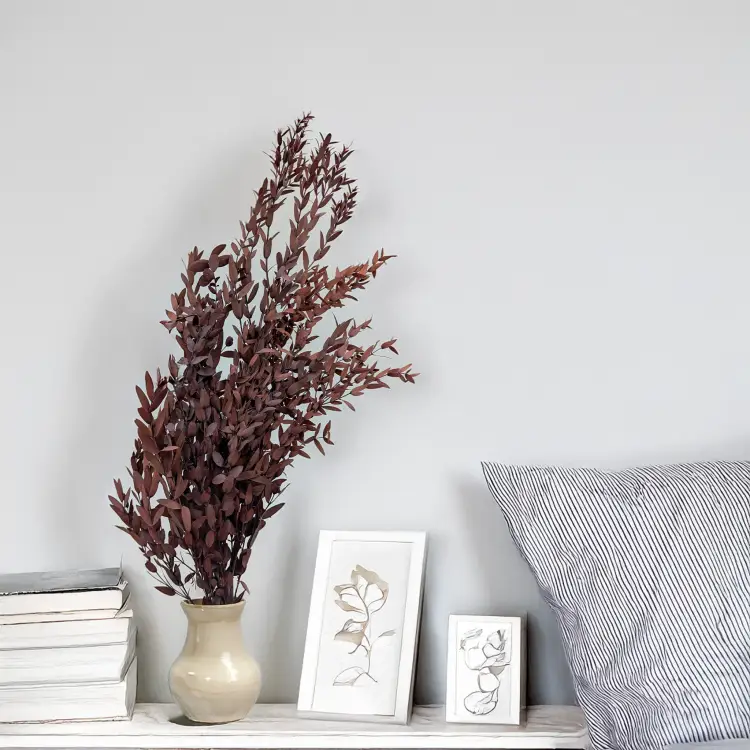 Eukaliptus Parvifolia Czerwony 3.png