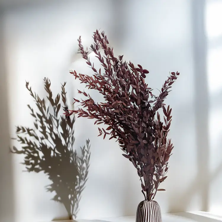 Eukaliptus Parvifolia Czerwony 4.png