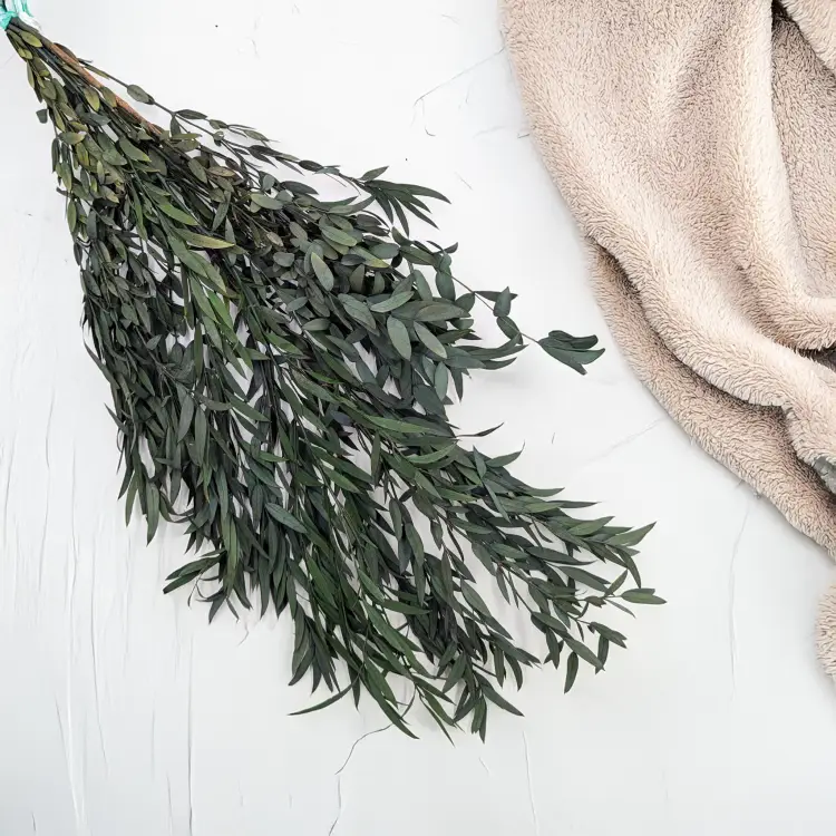 Eukaliptus Nicoly zielony 1.png