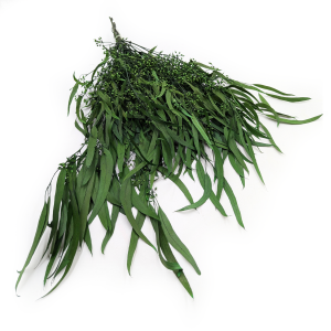 Preserved Eucalyptus - Willow - Green