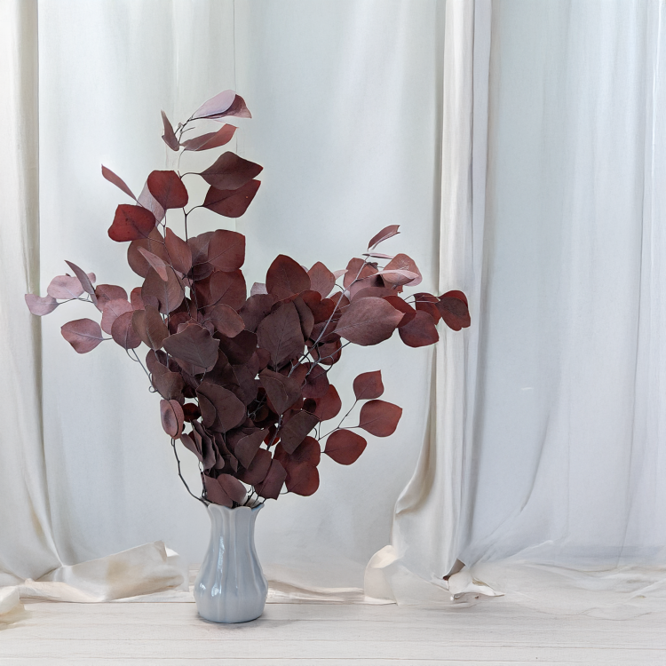 Eukaliptus Populus czerwony 3.png