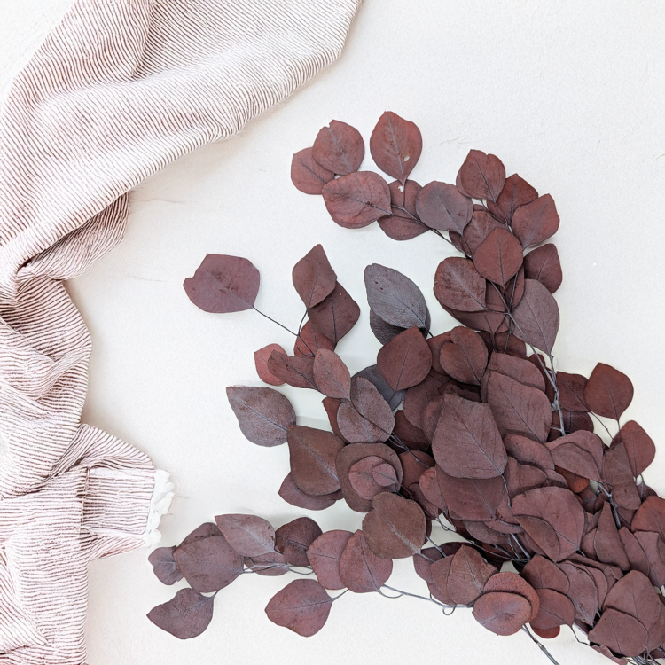 Eukaliptus Populus czerwony 2.png