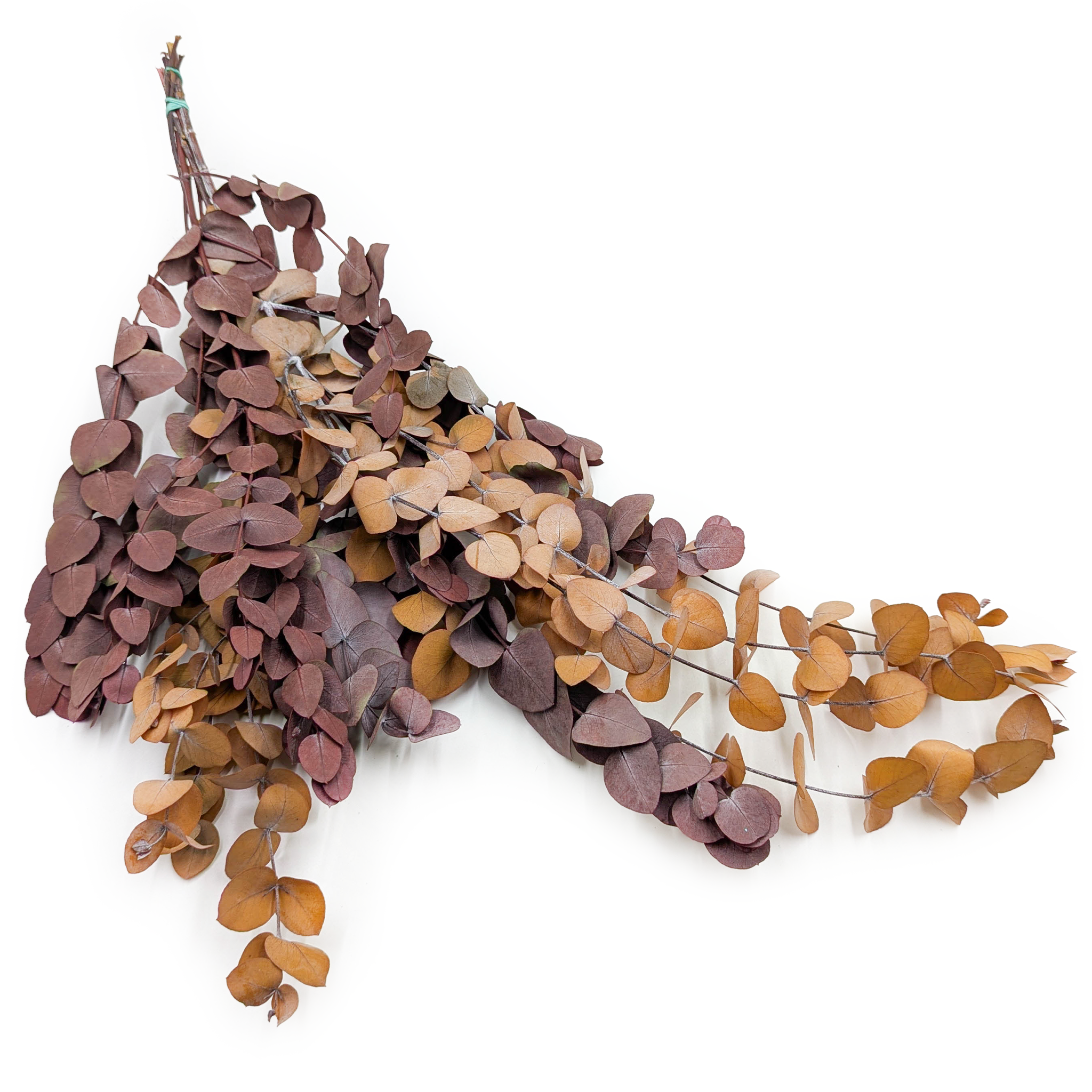 Stabilized Eucalyptus - Espiral - Dark Autumn