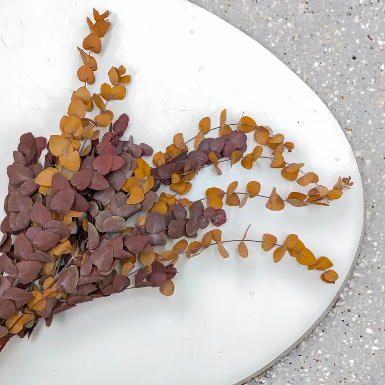 Eukaliptus Espiral jesienny ciemny 2.png