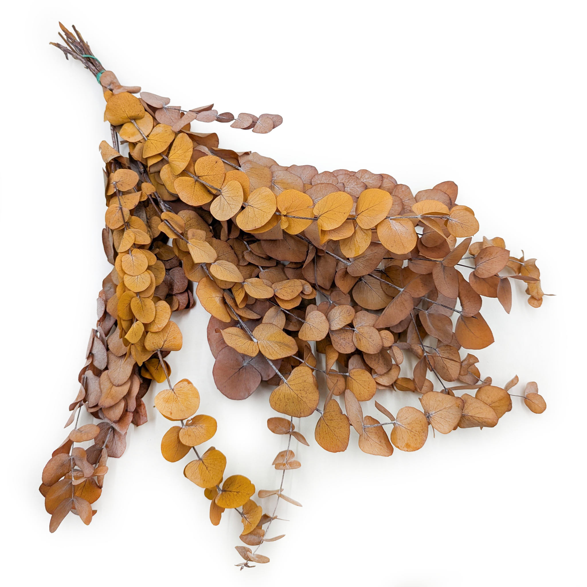 Stabilized Eucalyptus - Espiral - Light Autumn