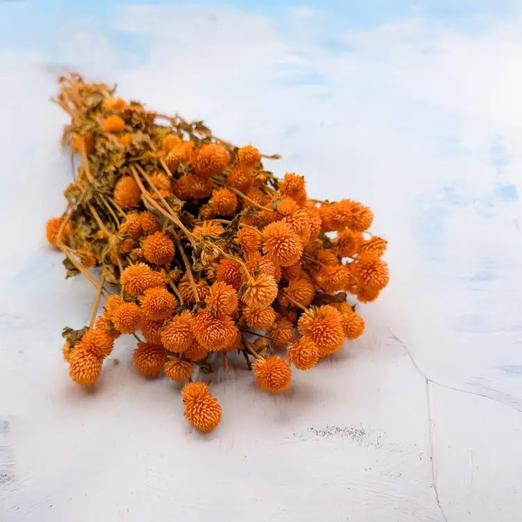 Gomphrena pomarańczowa.png