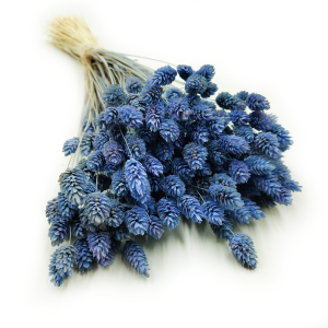 Dried Phalaris - Canary Grass - Blue