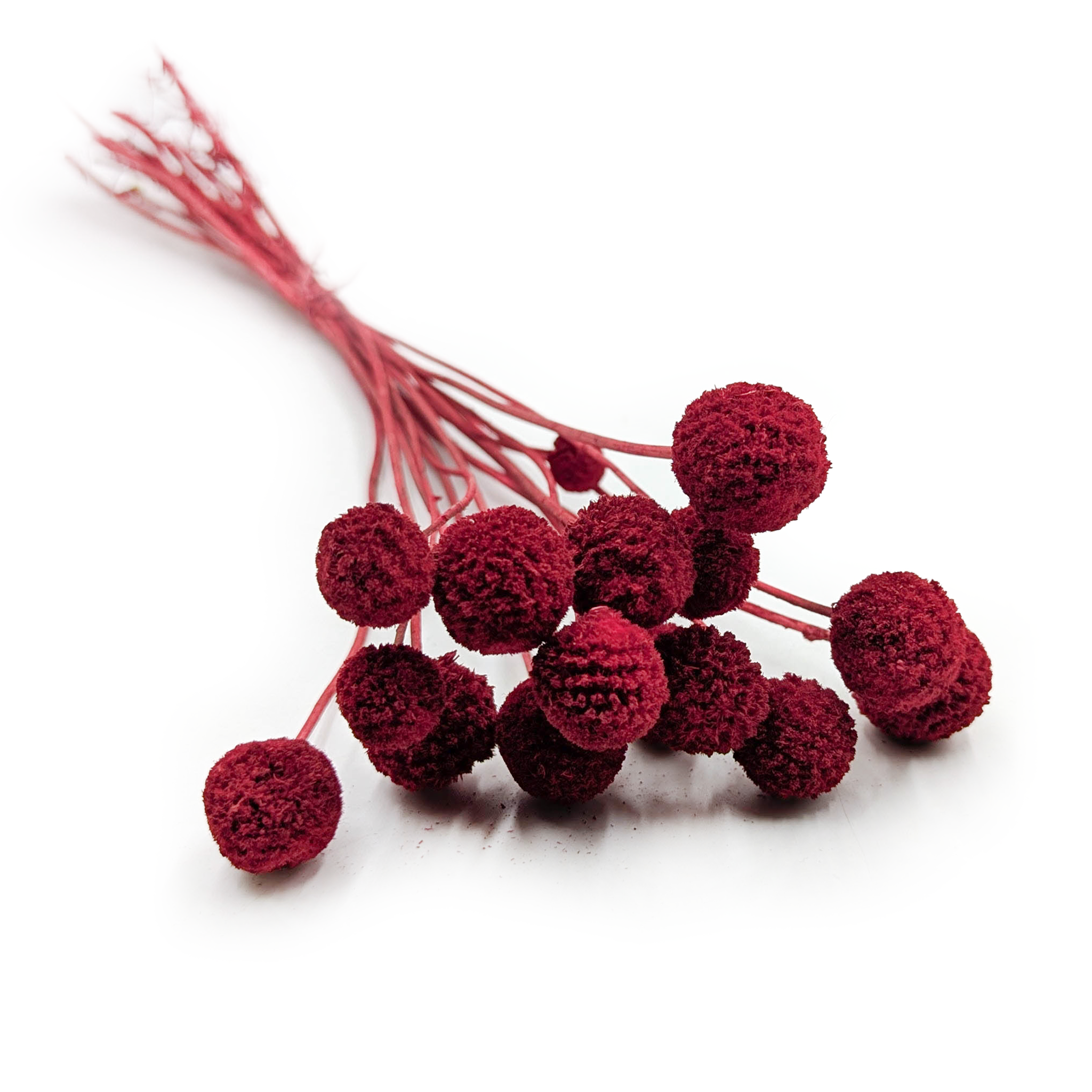 Red Craspedia - (Natural Extra Craspedia) - Bouquet of 15pcs