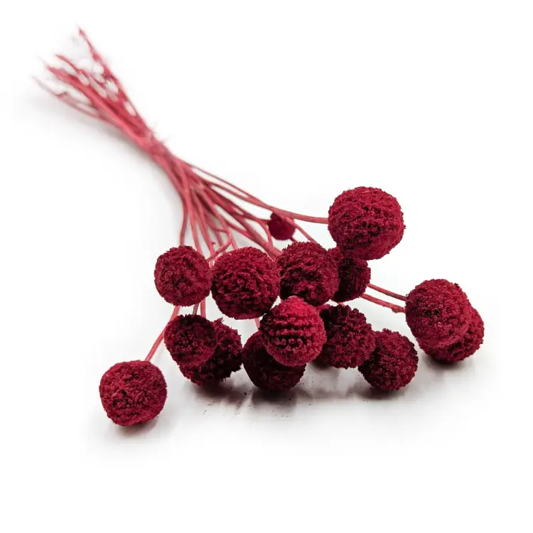 Craspedia czerwona EXTRA.png