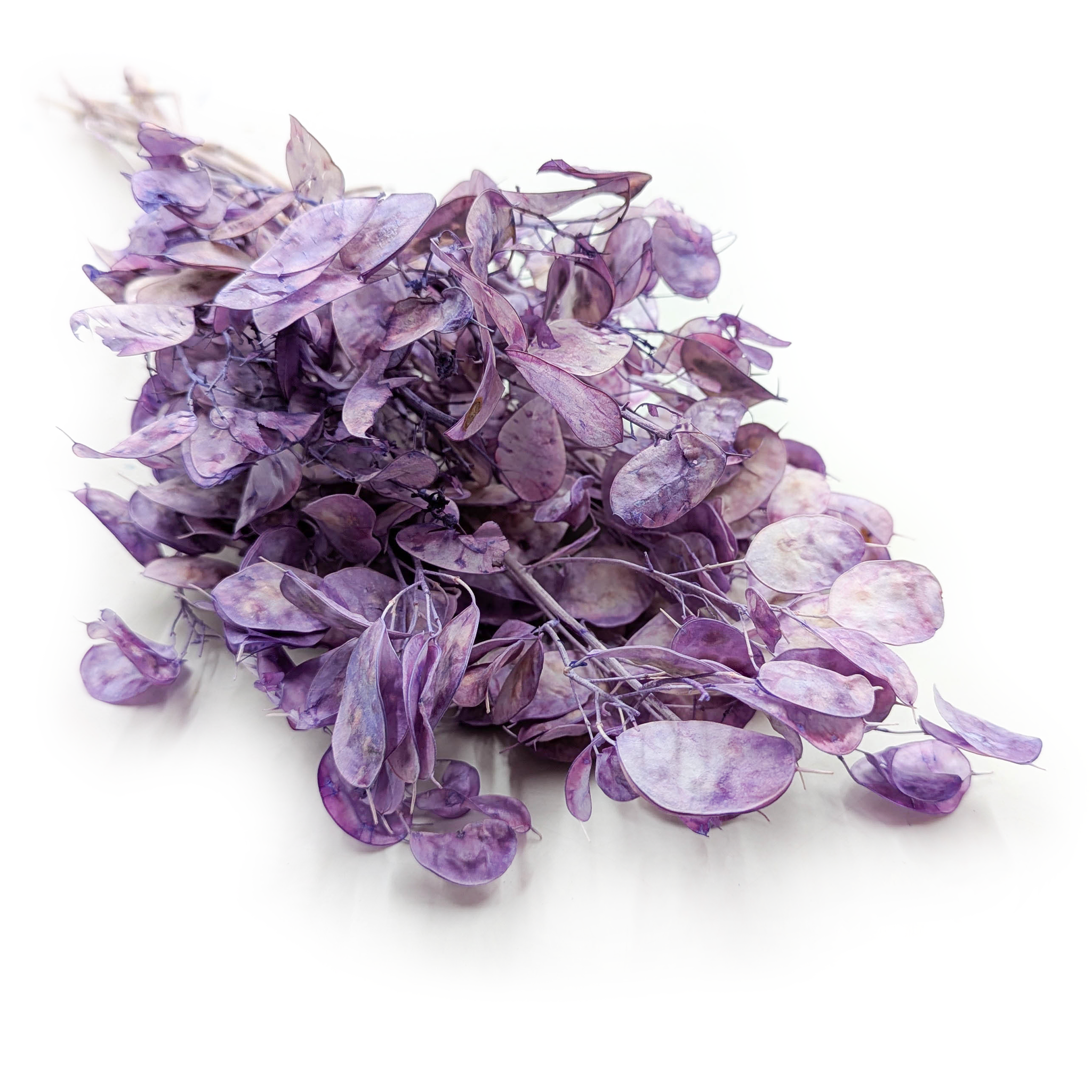 Lunaria - (Honesty) - Lavender