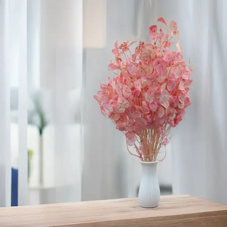 Lunaria IT różowa 4.png