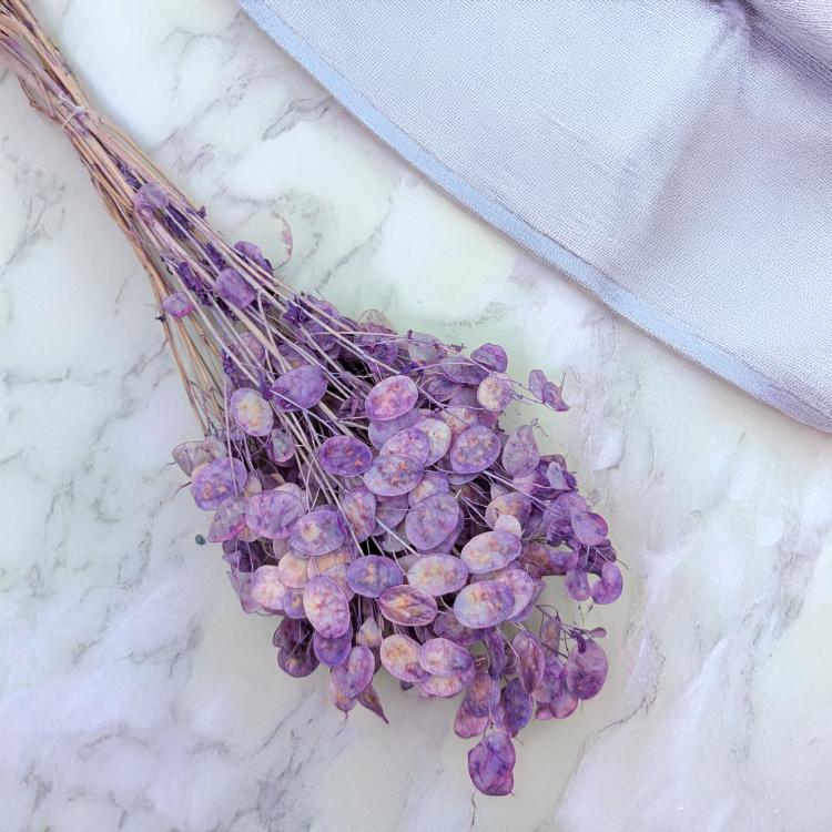 Lunaria IT lawendowa 1.png