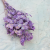 Lunaria IT lawendowa.png
