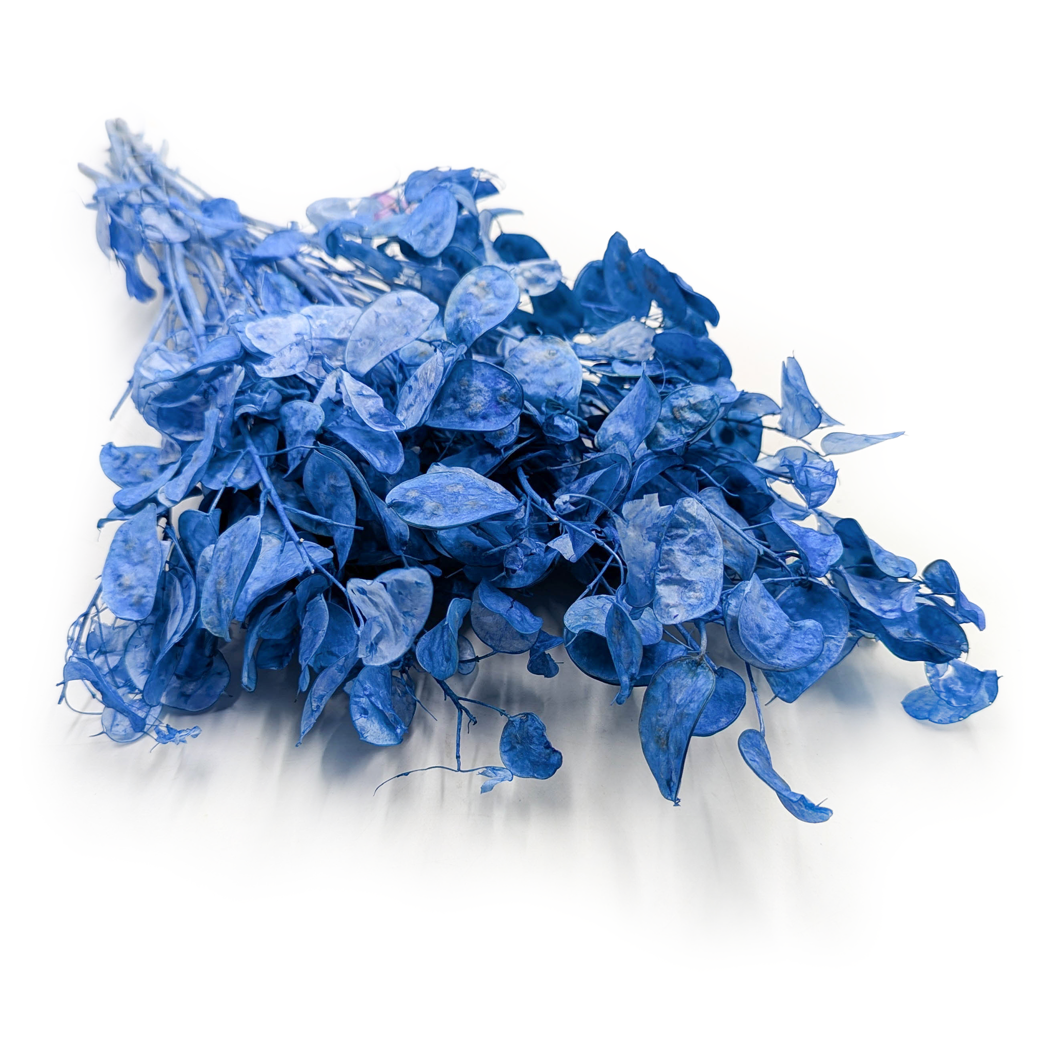 Lunaria - (Honesty) - Blue