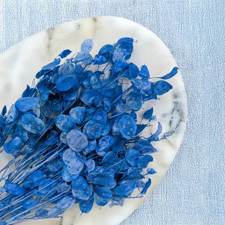 Lunaria IT niebieska 2.png