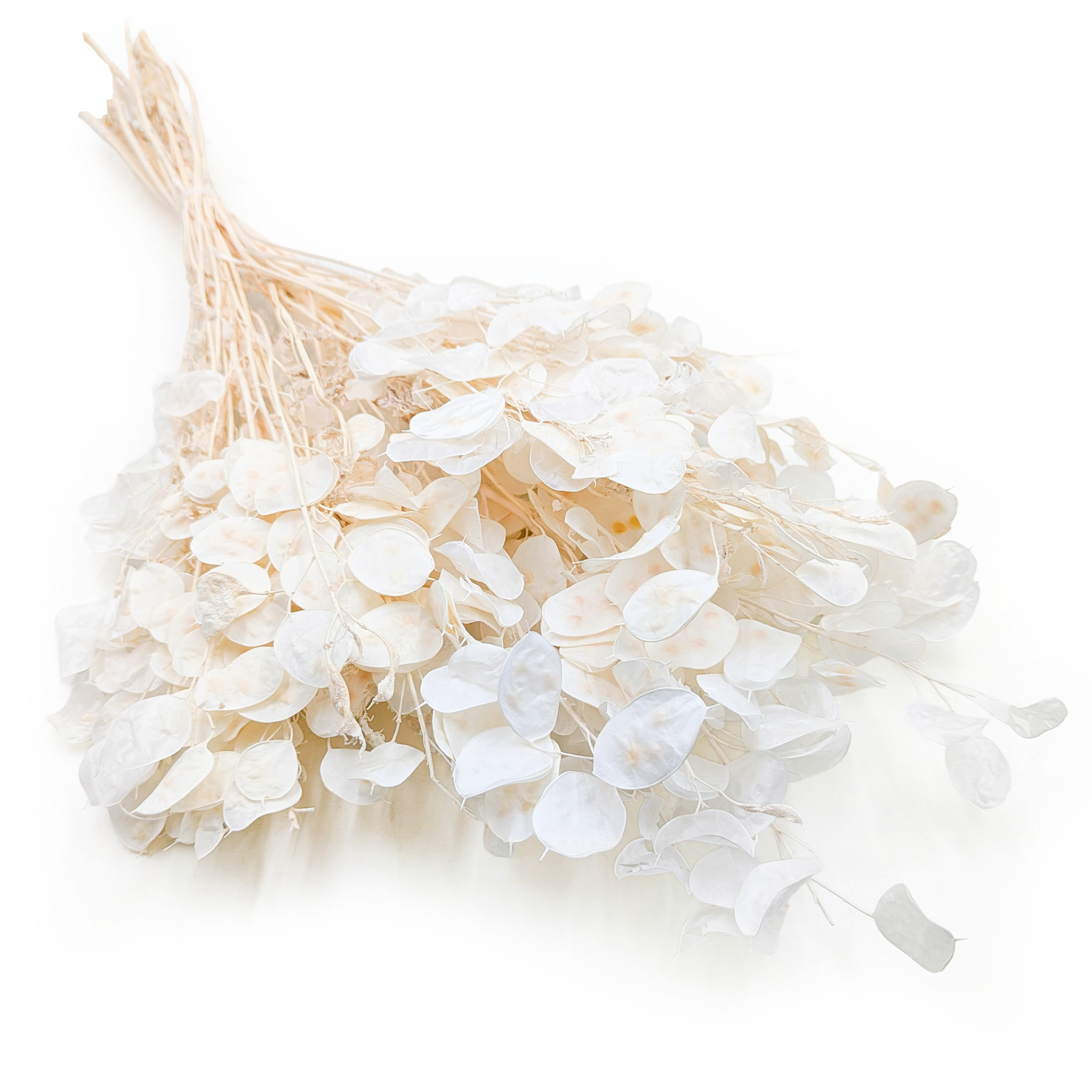 Lunaria Small - (Honesty) - Bleached